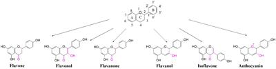 Genome-Wide Association Study With Growth-Related Traits and Secondary Metabolite Contents in Red- and White-Heart Chinese Fir